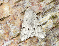 73.040 BF2280 Miller Acronicta leporina