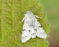 73.040 BF2280 Miller Acronicta leporina