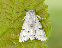 73.040 BF2280 Miller Acronicta leporina