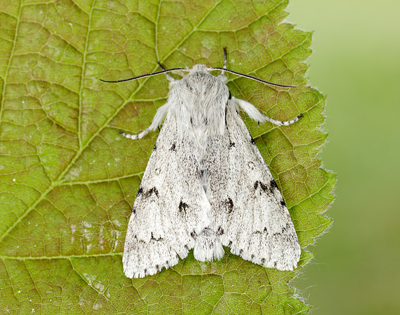 73.040 BF2280 Miller Acronicta leporina