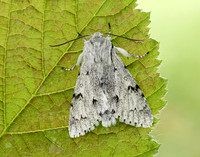 73.040 BF2280 Miller Acronicta leporina