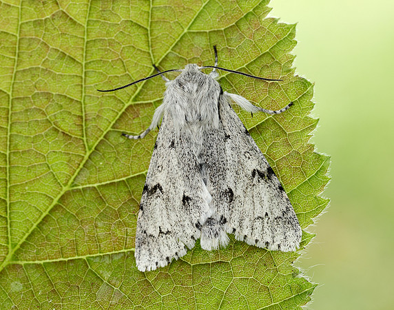 73.040 BF2280 Miller Acronicta leporina