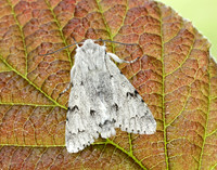 73.040 BF2280 Miller Acronicta leporina