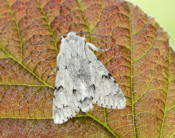 73.040 BF2280 Miller Acronicta leporina