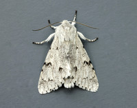 73.040 BF2280 Miller Acronicta leporina
