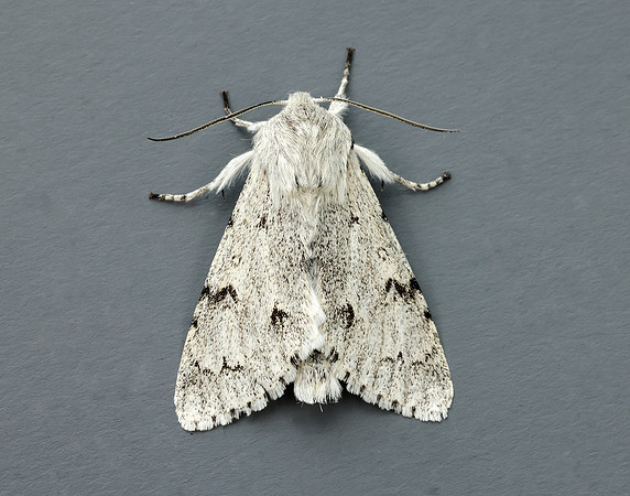 73.040 BF2280 Miller Acronicta leporina