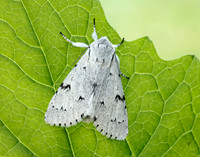 73.040 BF2280 Miller Acronicta leporina