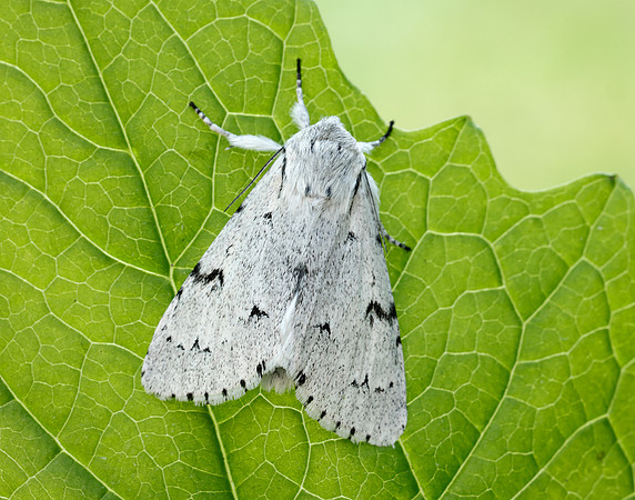 73.040 BF2280 Miller Acronicta leporina