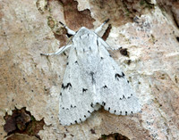 73.040 BF2280 Miller Acronicta leporina