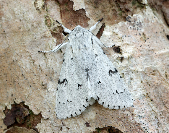 73.040 BF2280 Miller Acronicta leporina