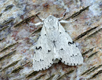 73.040 BF2280 Miller Acronicta leporina