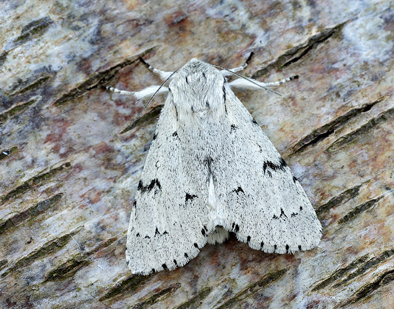 73.040 BF2280 Miller Acronicta leporina