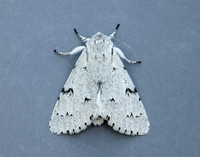73.040 BF2280 Miller Acronicta leporina