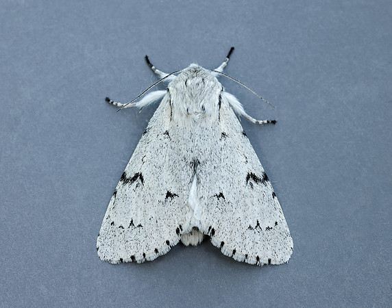 73.040 BF2280 Miller Acronicta leporina