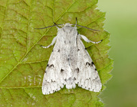 73.040 BF2280 Miller Acronicta leporina