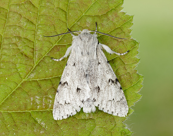 73.040 BF2280 Miller Acronicta leporina