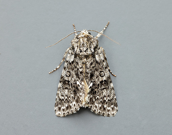 73.045 BF2289 Knot Grass Acronicta rumicis