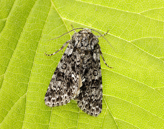 73.045 BF2289 Knot Grass Acronicta rumicis