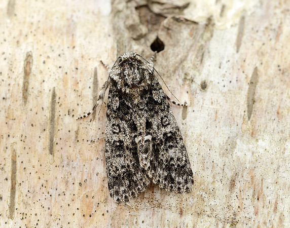 73.045 BF2289 Knot Grass Acronicta rumicis