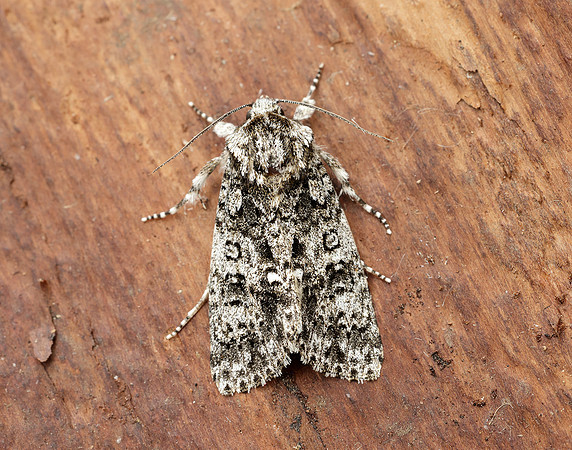 73.045 BF2289 Knot Grass Acronicta rumicis