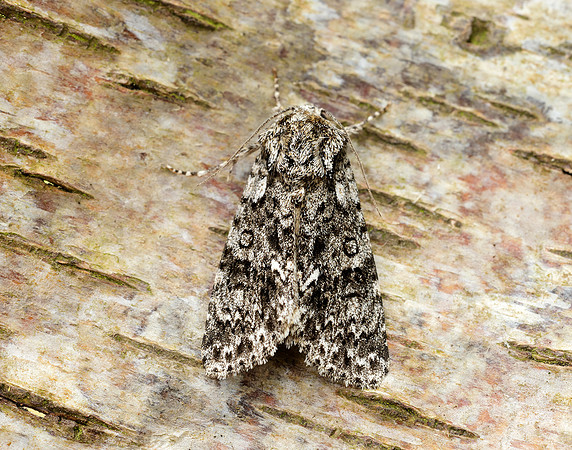 73.045 BF2289 Knot Grass Acronicta rumicis