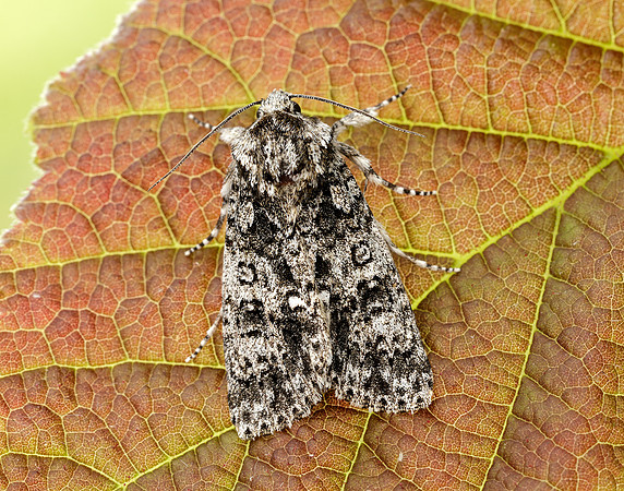 73.045 BF2289 Knot Grass Acronicta rumicis