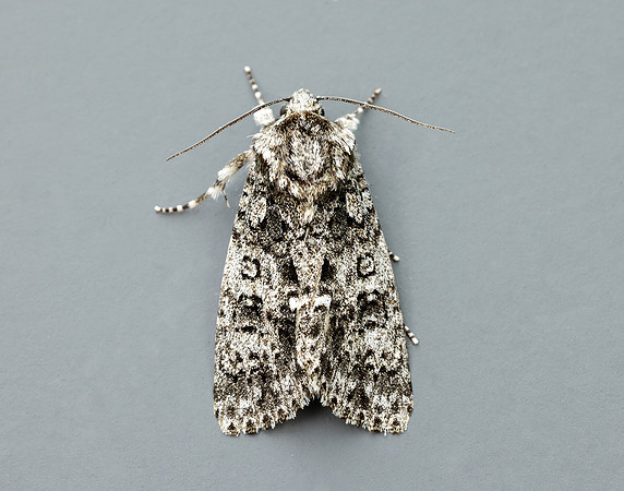 73.045 BF2289 Knot Grass Acronicta rumicis