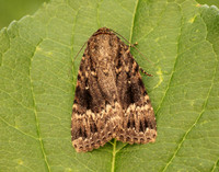 73.062 BF2297 Copper Underwing Amphipyra pyramidea