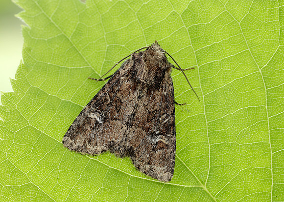 73.159 BF2331 Small Clouded Brindle Apamea unanimis