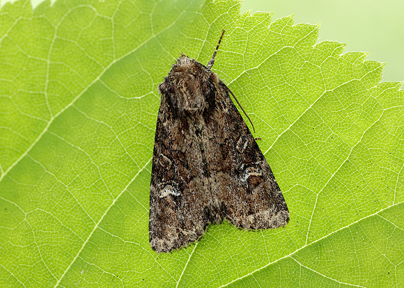 73.159 BF2331 Small Clouded Brindle Apamea unanimis