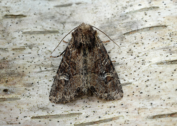 73.159 BF2331 Small Clouded Brindle Apamea unanimis