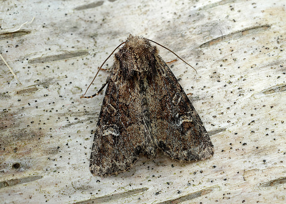 73.159 BF2331 Small Clouded Brindle Apamea unanimis