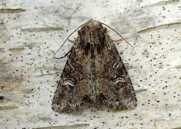 73.159 BF2331 Small Clouded Brindle Apamea unanimis