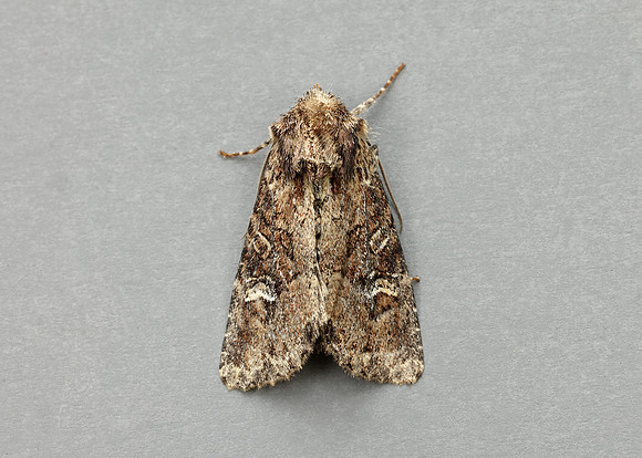 73.159 BF2331 Small Clouded Brindle Apamea unanimis