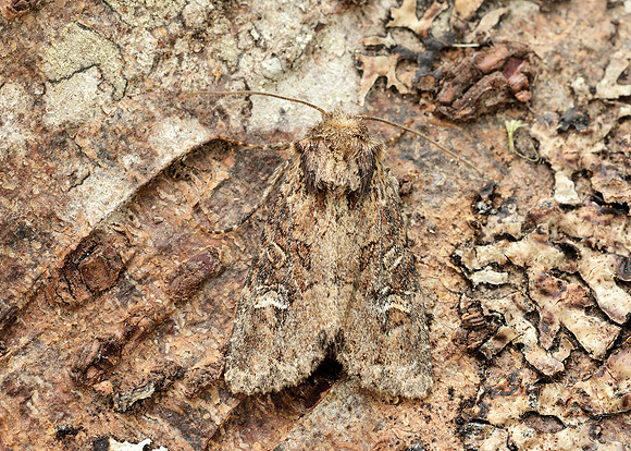 73.159 BF2331 Small Clouded Brindle Apamea unanimis