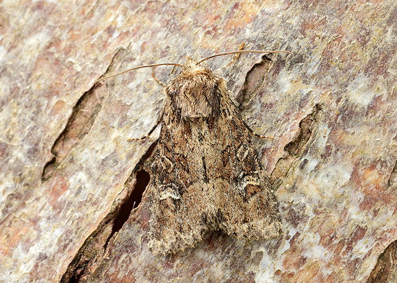 73.159 BF2331 Small Clouded Brindle Apamea unanimis