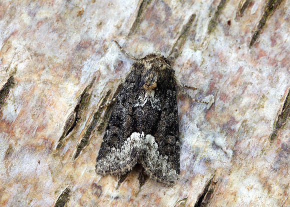 73.173 BF2337 Marbled Minor Oligia strigilis agg