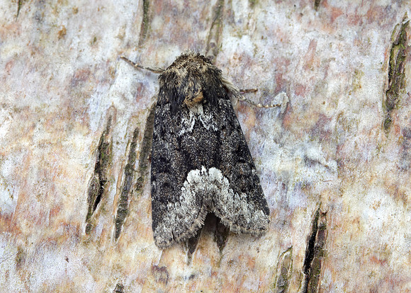 73.173 BF2337 Marbled Minor Oligia strigilis agg