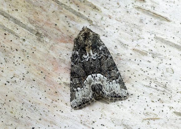 73.173 BF2337 Marbled Minor Oligia strigilis agg