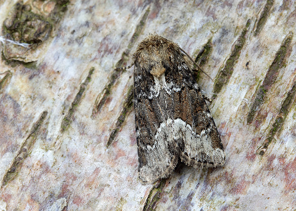 73.173 BF2337 Marbled Minor Oligia strigilis agg