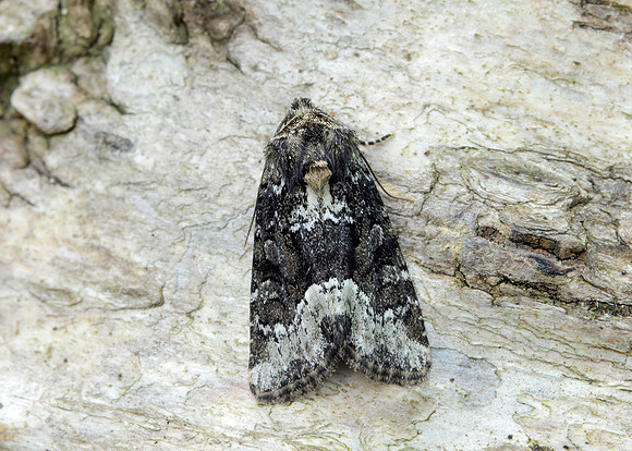 73.173 BF2337 Marbled Minor Oligia strigilis agg