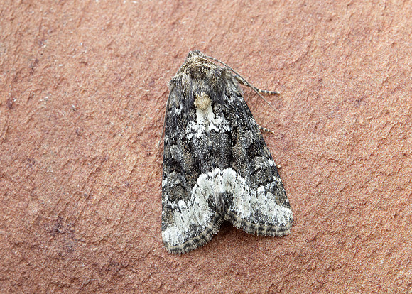 73.173 BF2337 Marbled Minor Oligia strigilis agg