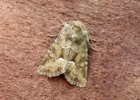 73.176 BF2340 Middle-barred Minor Oligia fasciuncula