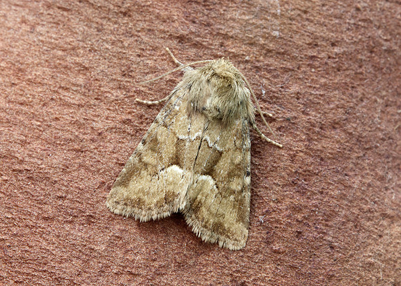 73.176 BF2340 Middle-barred Minor Oligia fasciuncula