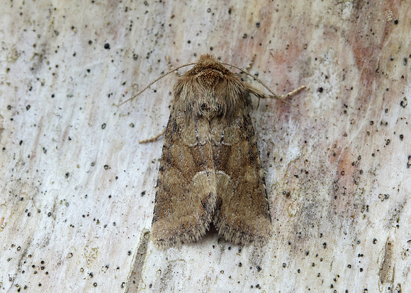 73.176 BF2340 Middle-barred Minor Oligia fasciuncula