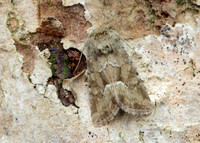73.176 BF2340 Middle-barred Minor Oligia fasciuncula
