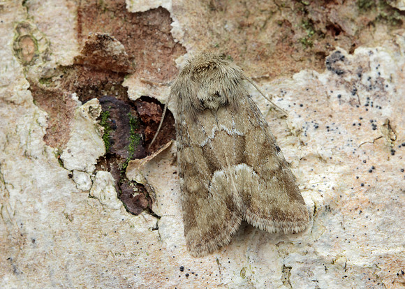 73.176 BF2340 Middle-barred Minor Oligia fasciuncula