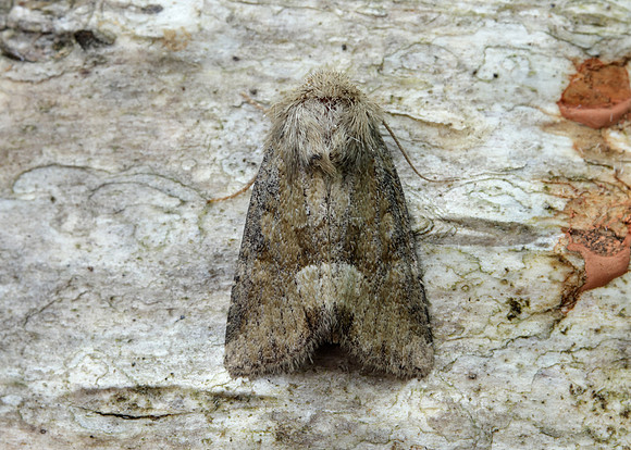 73.176 BF2340 Middle-barred Minor Oligia fasciuncula