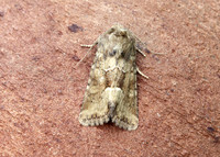 73.176 BF2340 Middle-barred Minor Oligia fasciuncula