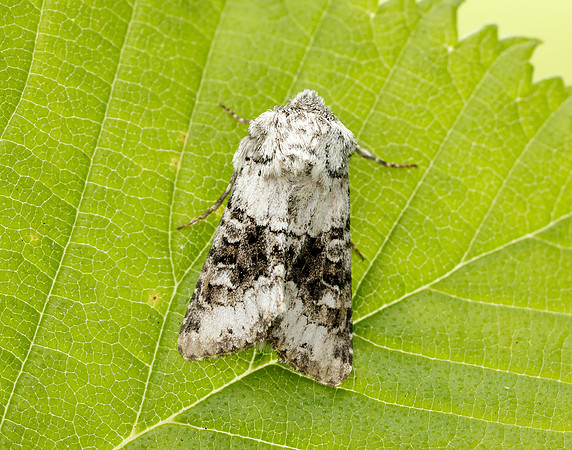 73.279 BF2164 Broad-barred White Hecatera bicolorata